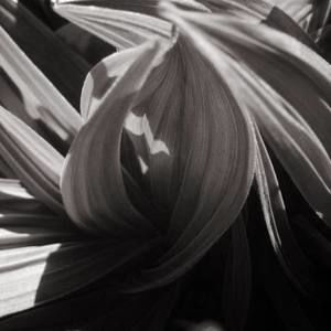 Meet your Posher, Asia